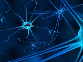 Neuroscience Network neurons